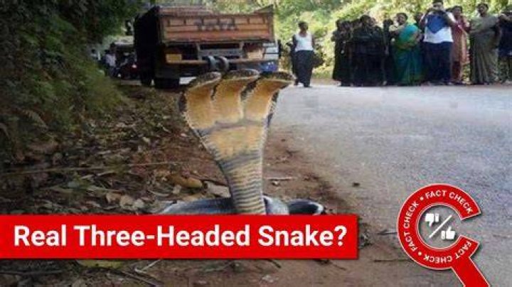 Do 3 headed snakes exist?