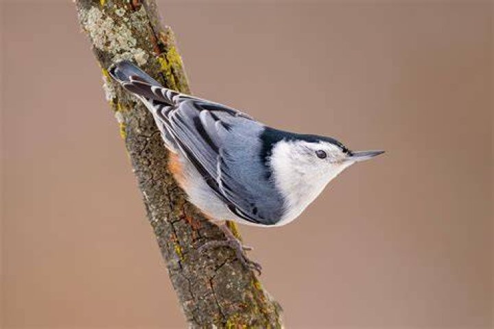 Do nuthatch birds migrate?