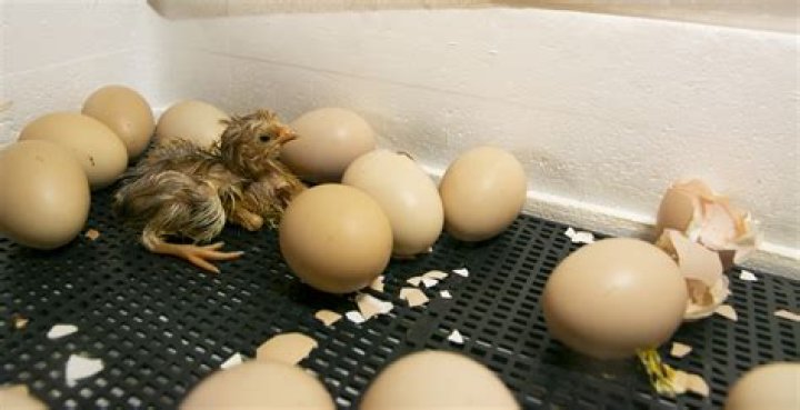 Do poultry eggs hatch?