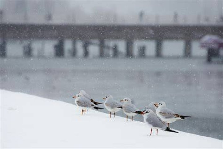 Do seagulls get cold?