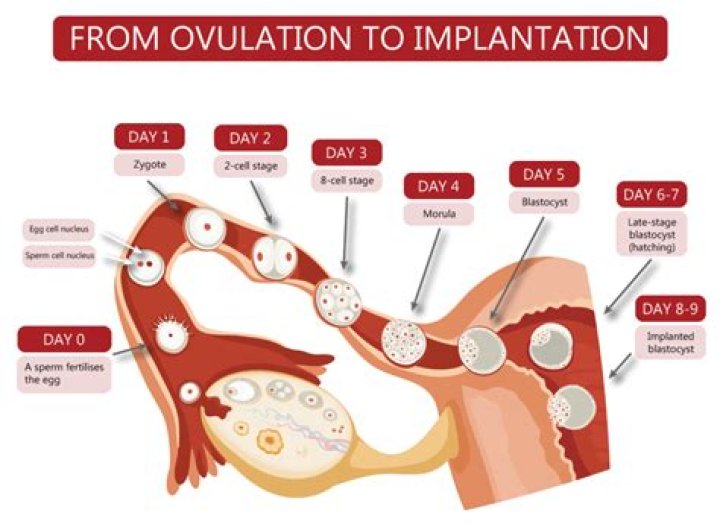 Does cervix close after fertilization?