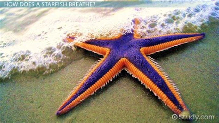 How do echinoderms breathe?