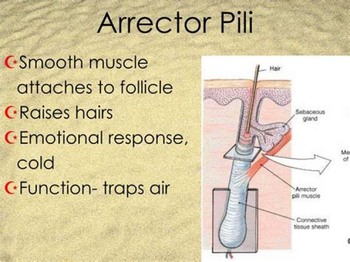 How does an arrector pili work?
