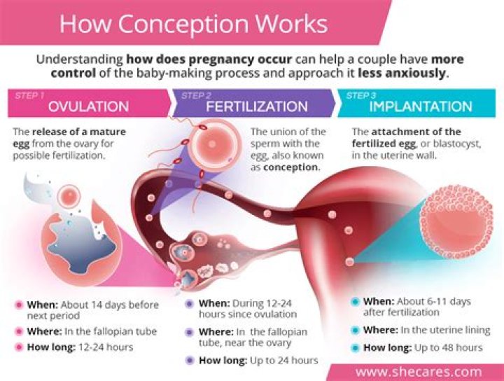 How does pregnancy work step by step?