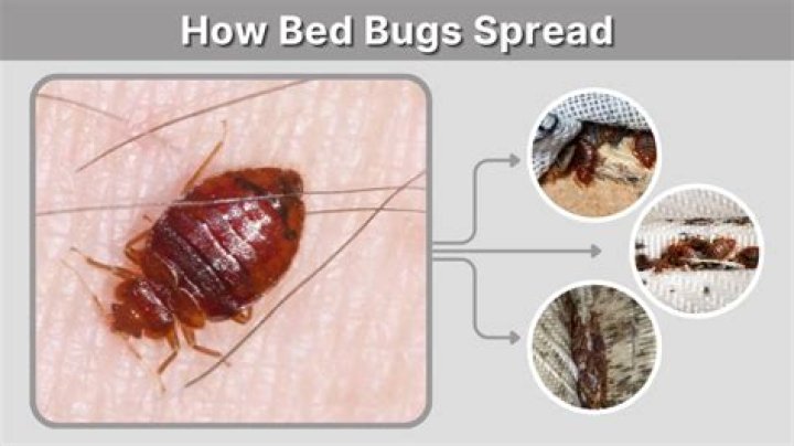 How easily can bed bugs spread?