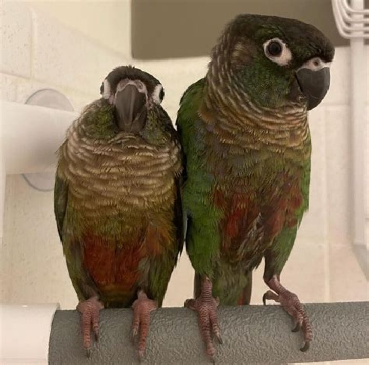 How long do conures live?