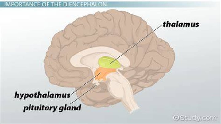 What does dicephalous mean?