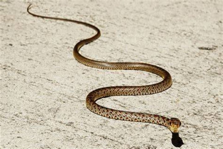 What does slithered down mean?