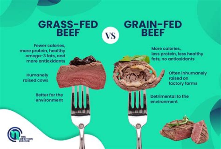 When did grain fed beef start?