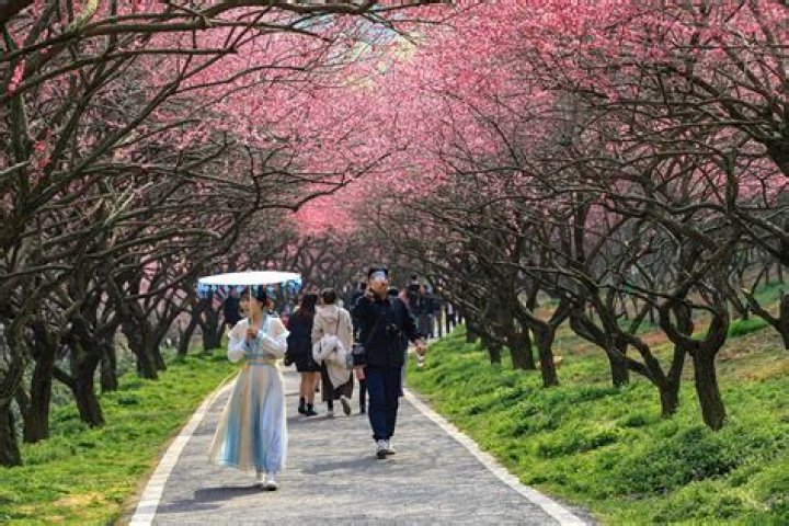 When do plum trees blossom?
