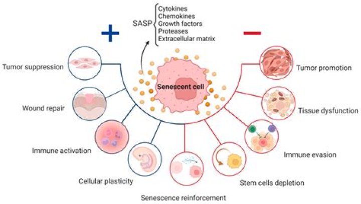 When does senescence occur?