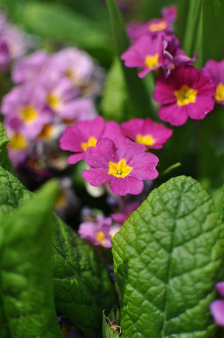When to divide polyanthus?