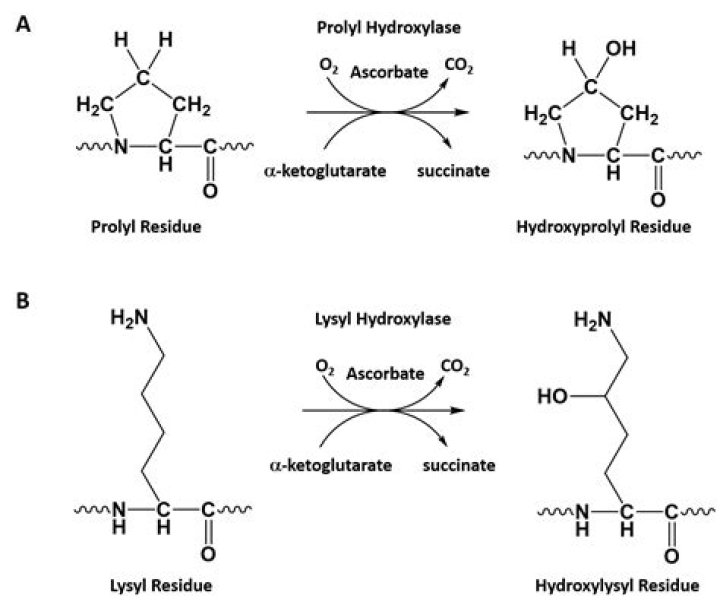 Where can hydroxyproline be found?