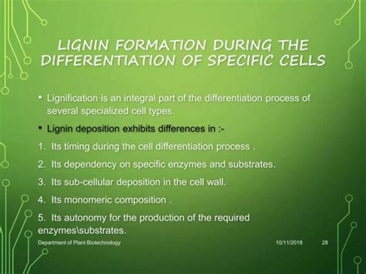 Where is lignification found?