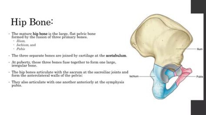 Which bones form hip joint?