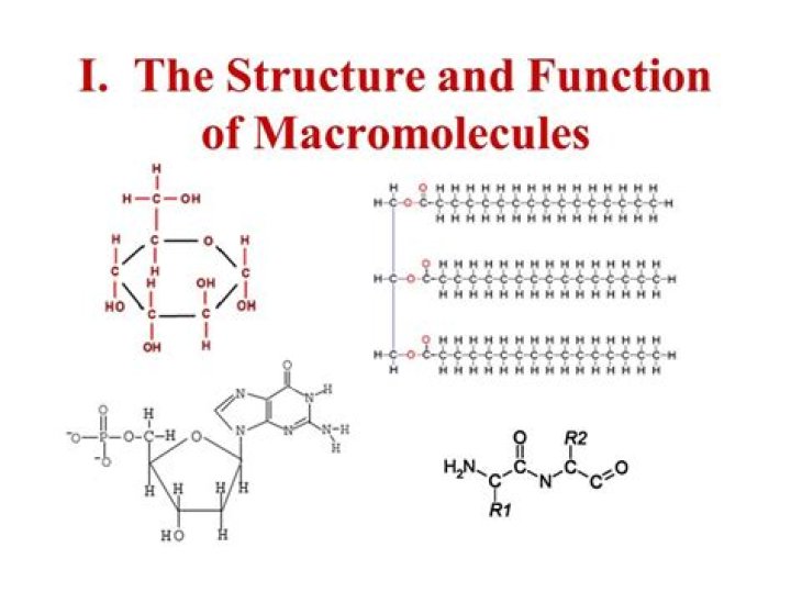 Who do macromolecules form?