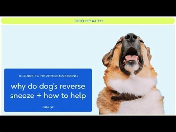 Why do dogs reverse sneeze?