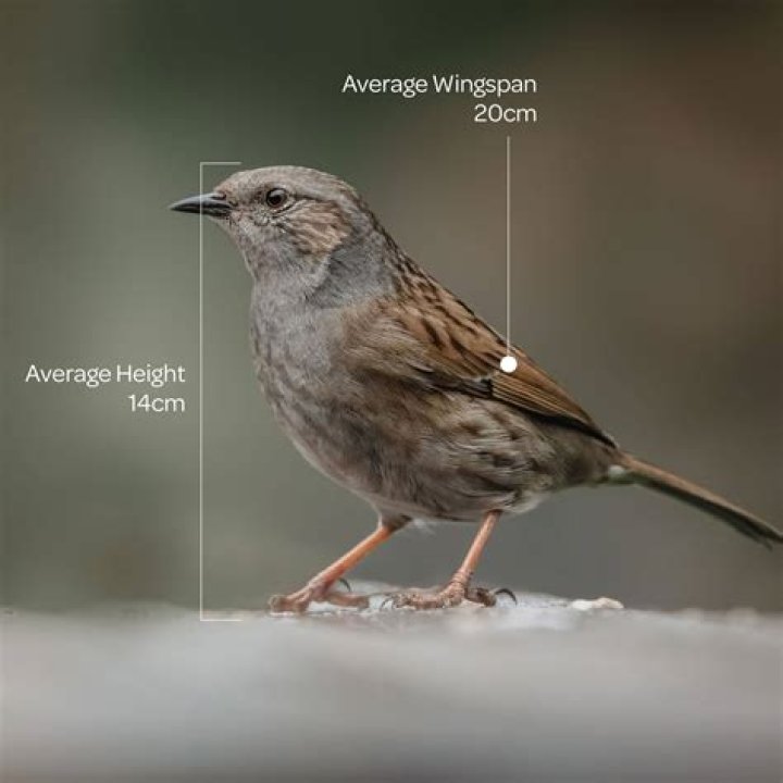 Why is a nuthatch called a nuthatch?