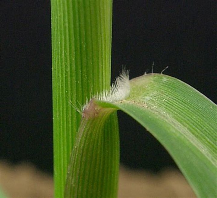 Will cattle eat fall panicum?