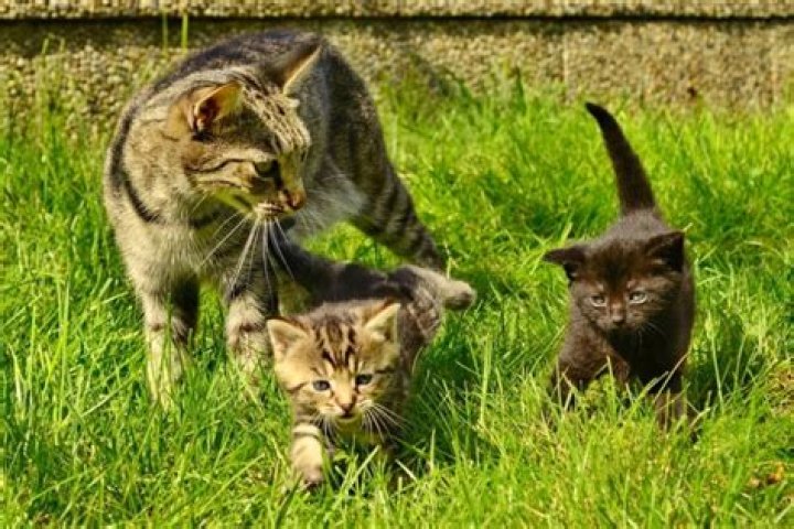 Will dad cat kill kittens?