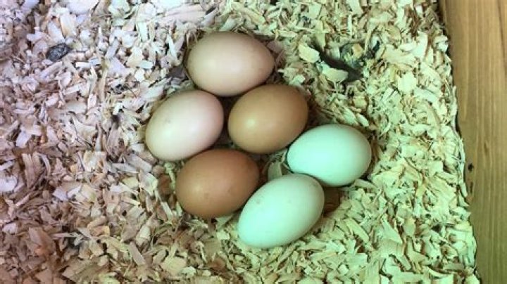 Will washed eggs hatch?