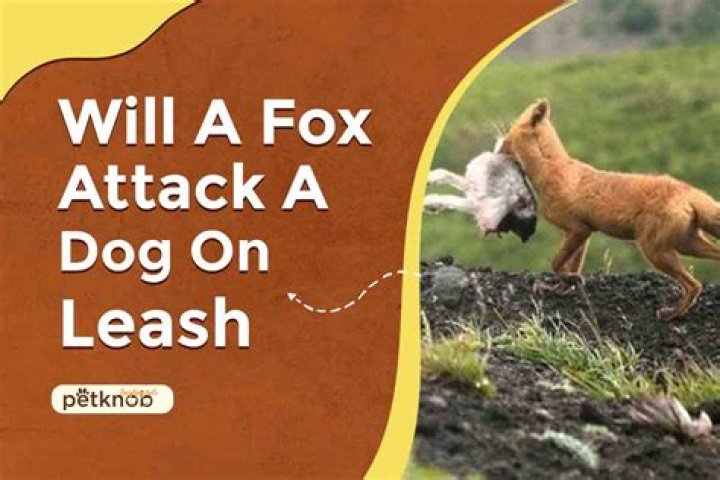 Would a fox attack a small dog?